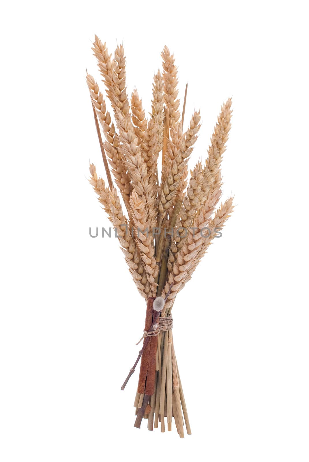 Wheat branch by homydesign