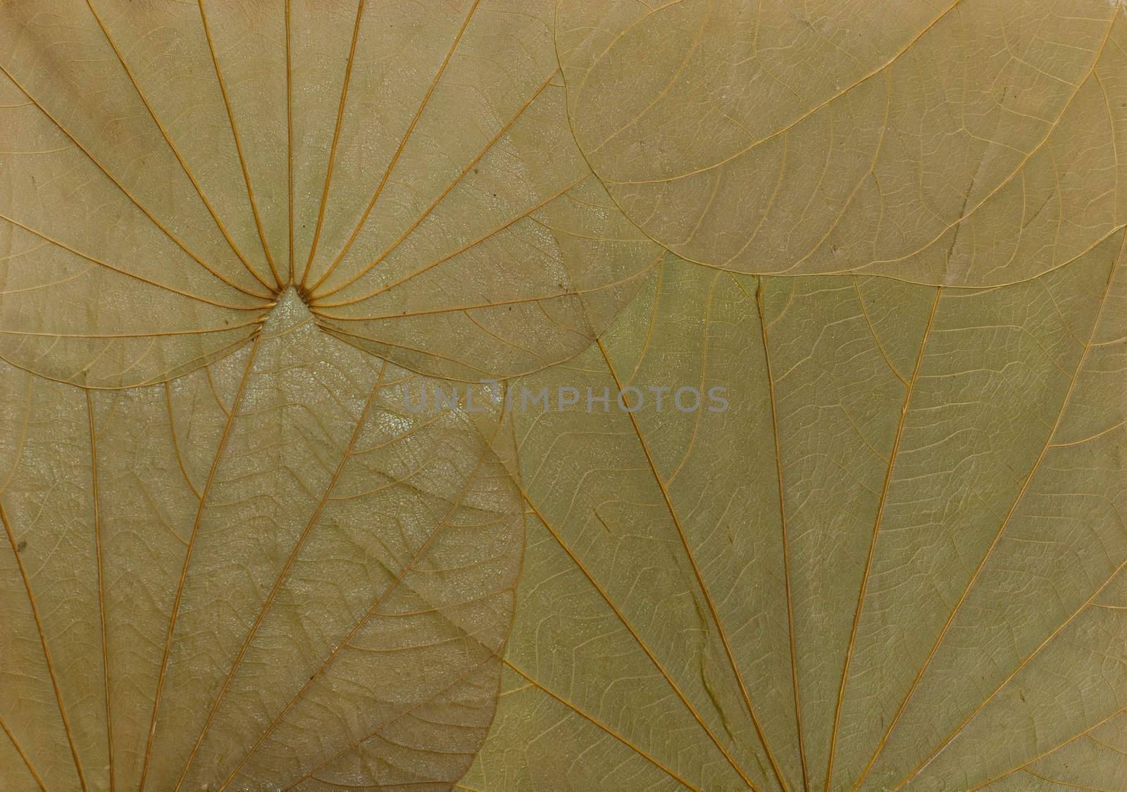 Green leafs texture.