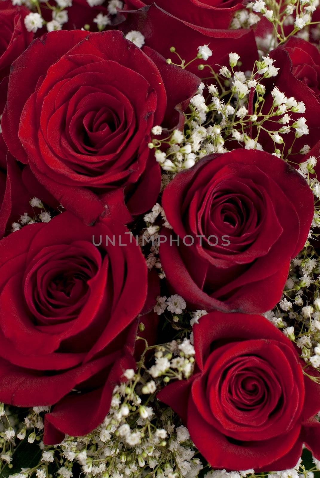 Red roses bouquet close-up.