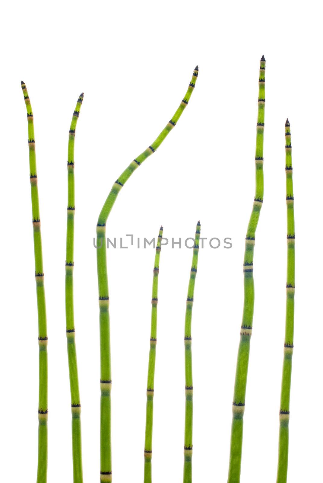 Thin steems of reed isolated on white background.