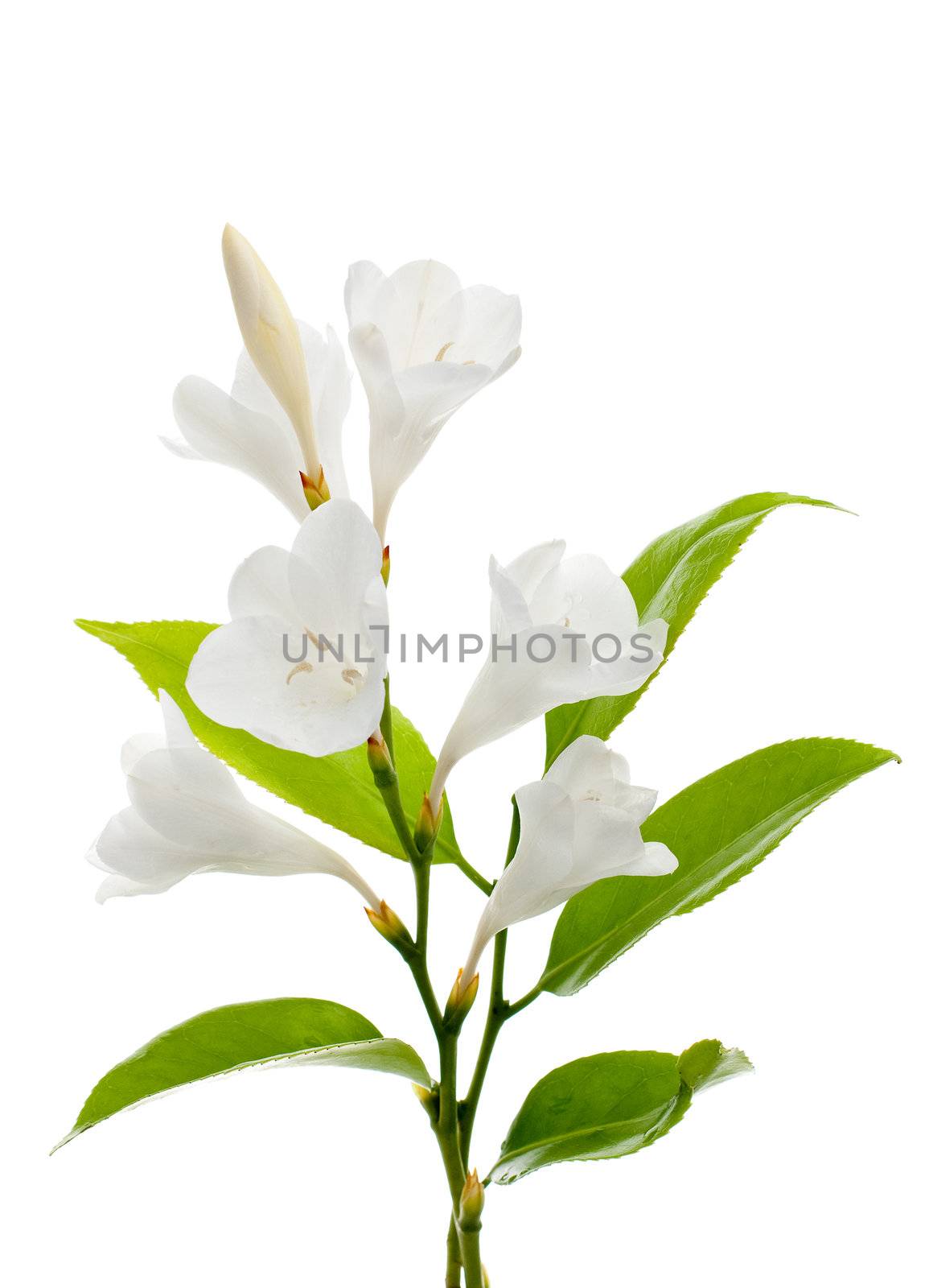 A fragment of white lilies ' bunch on a white background. zephyranthes candida