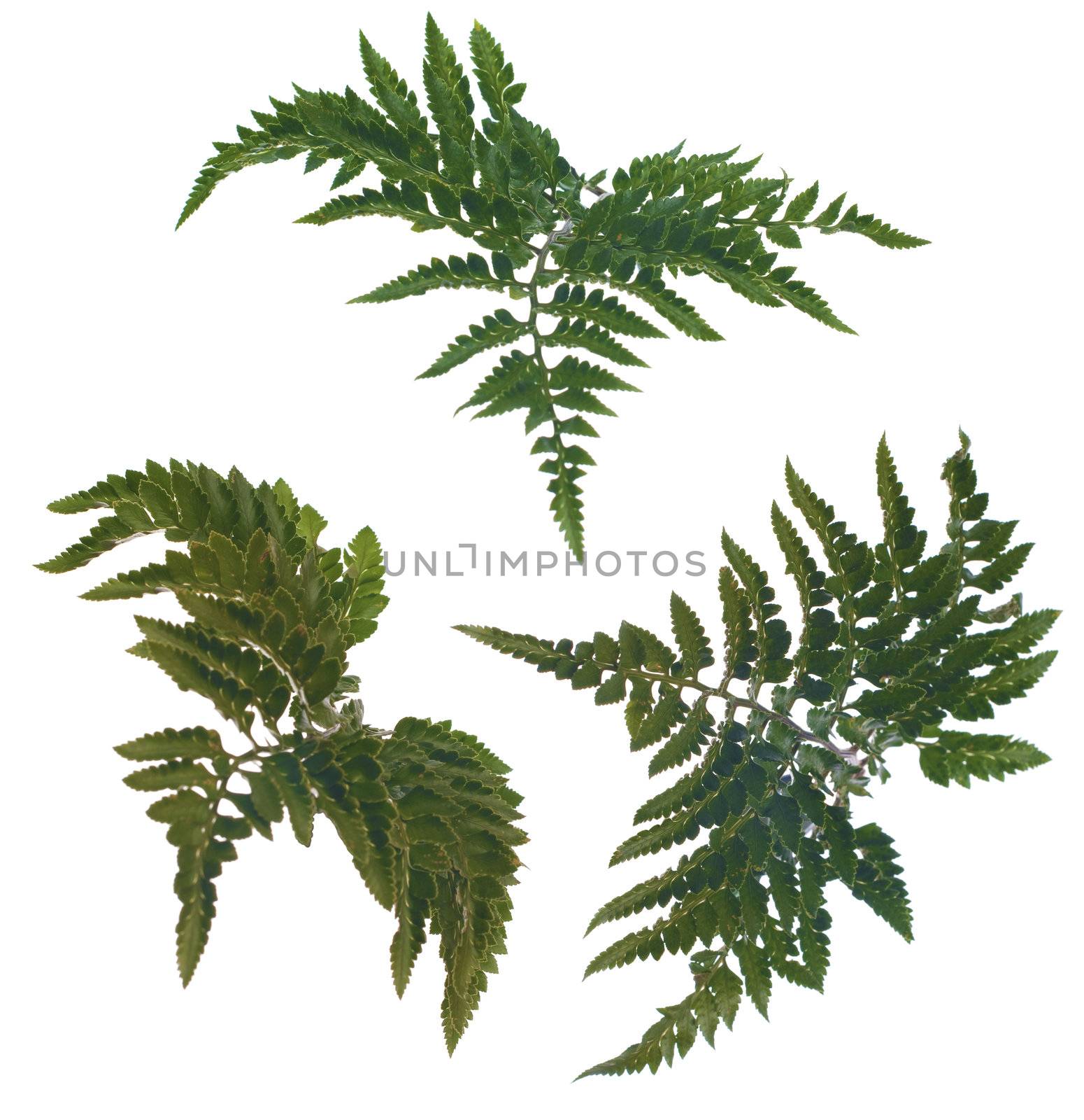 Fern leafs by homydesign