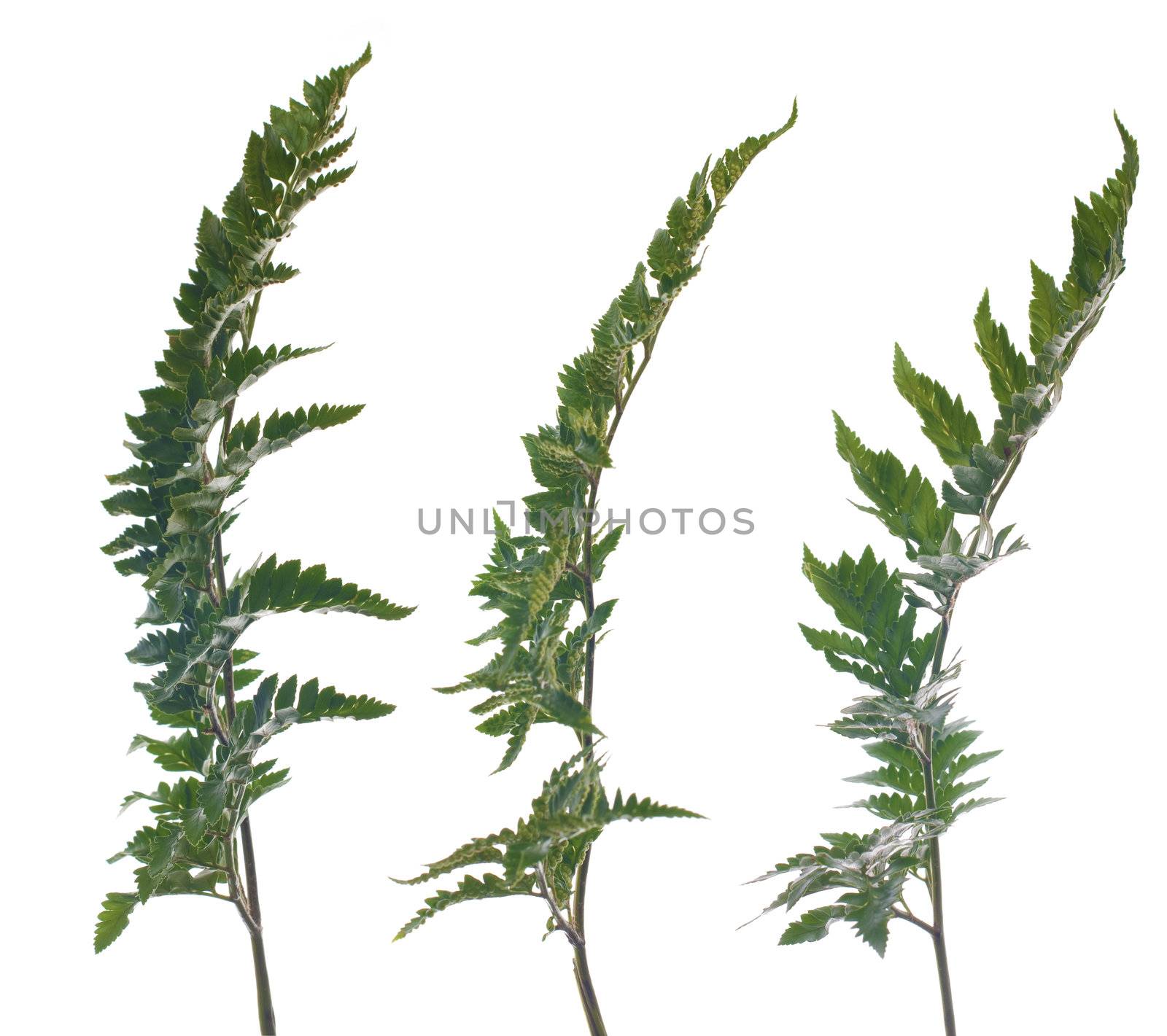 Fern leafs isolated on a white background.