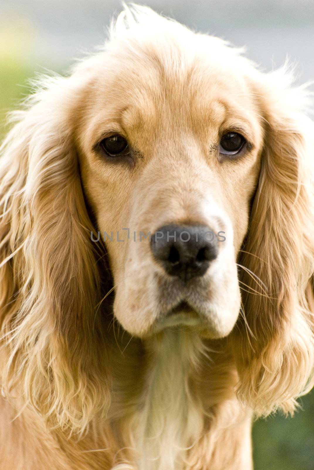 Close up portrait of a dog.
