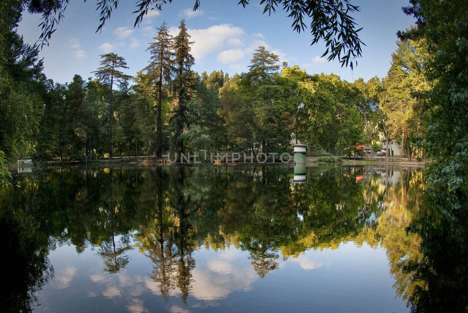 A park lake with giant trees reflected on the water.