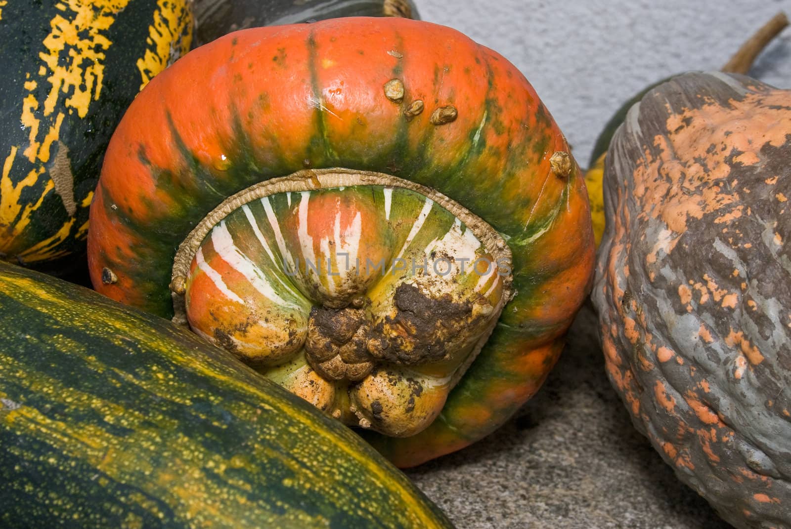 a set of some colorful pumpkins