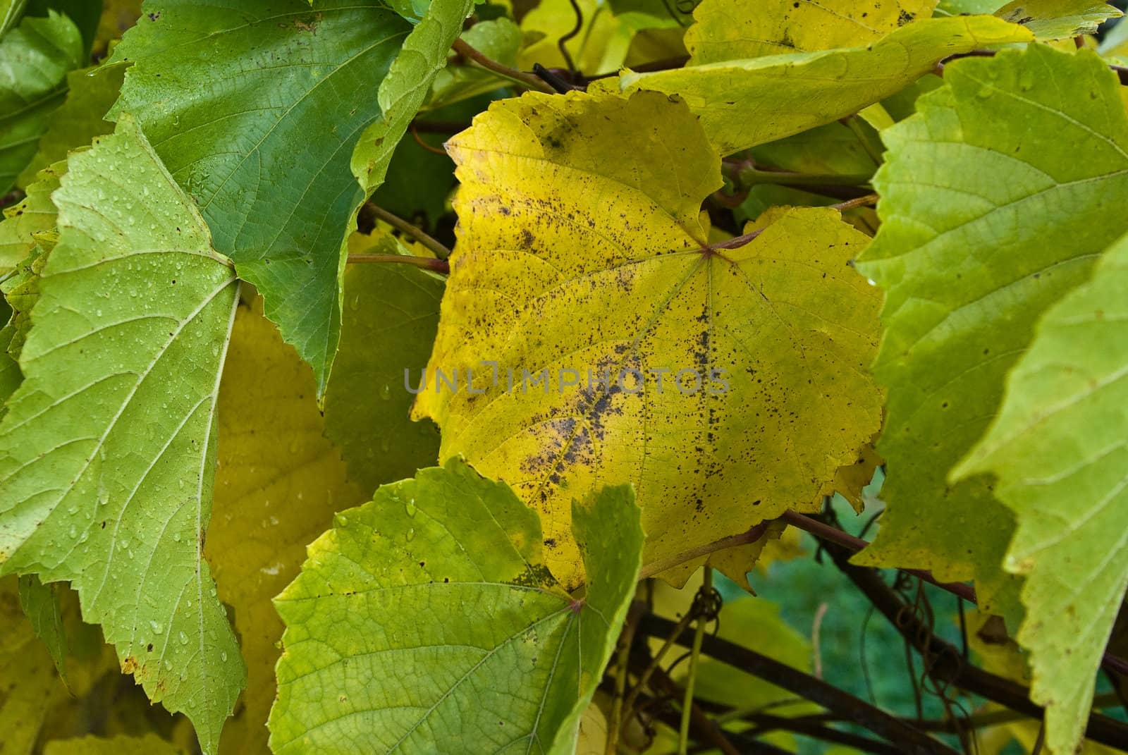 some colorful wine leaves in green and yellos