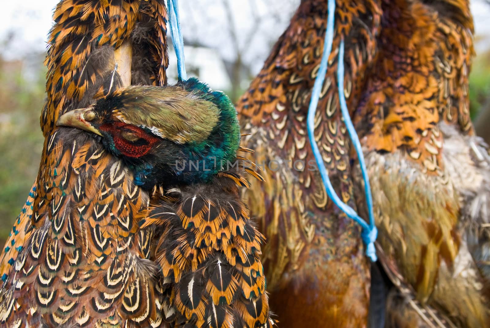 some pheasents shot and hung by a hunter