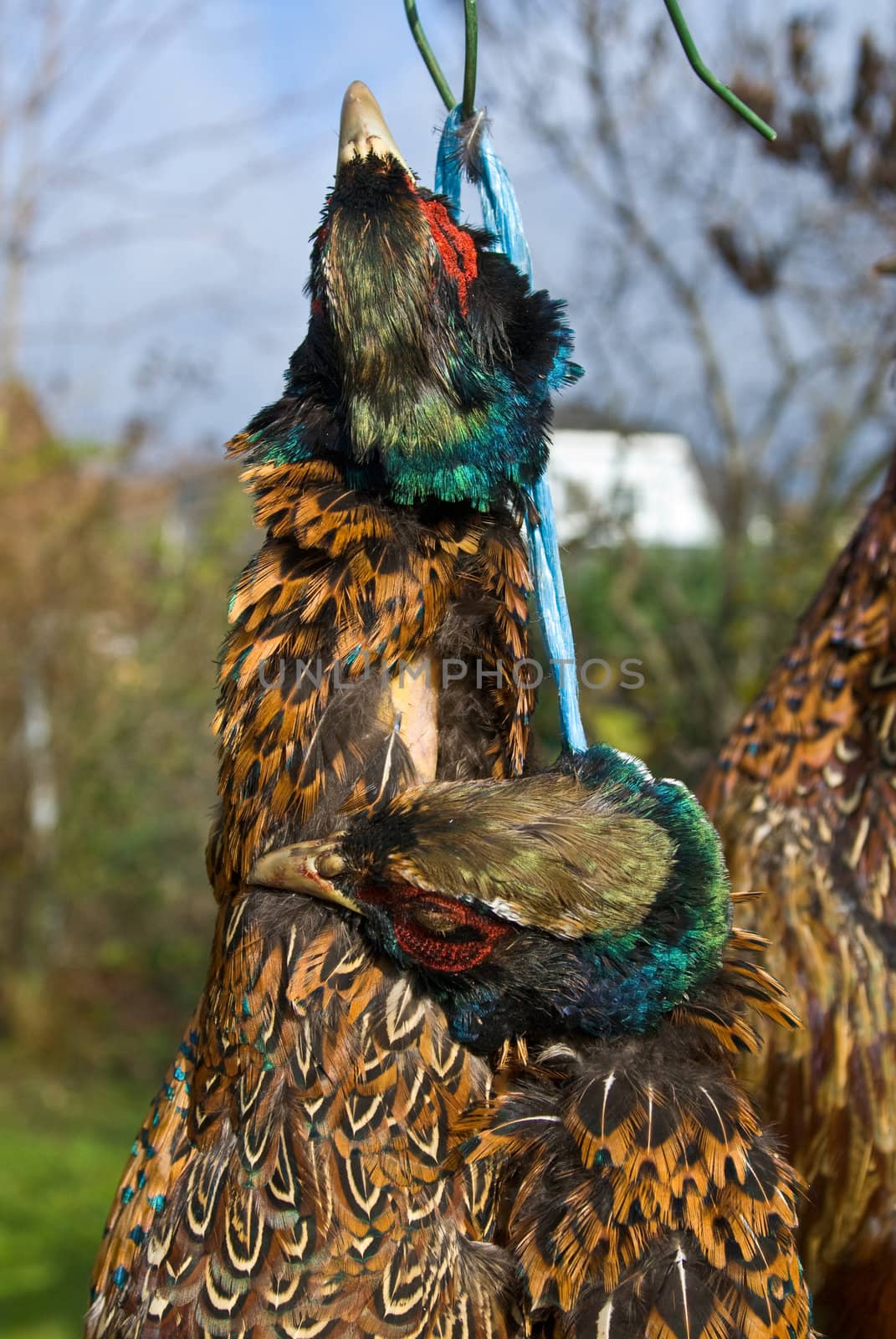 hung pheasent by laengauer