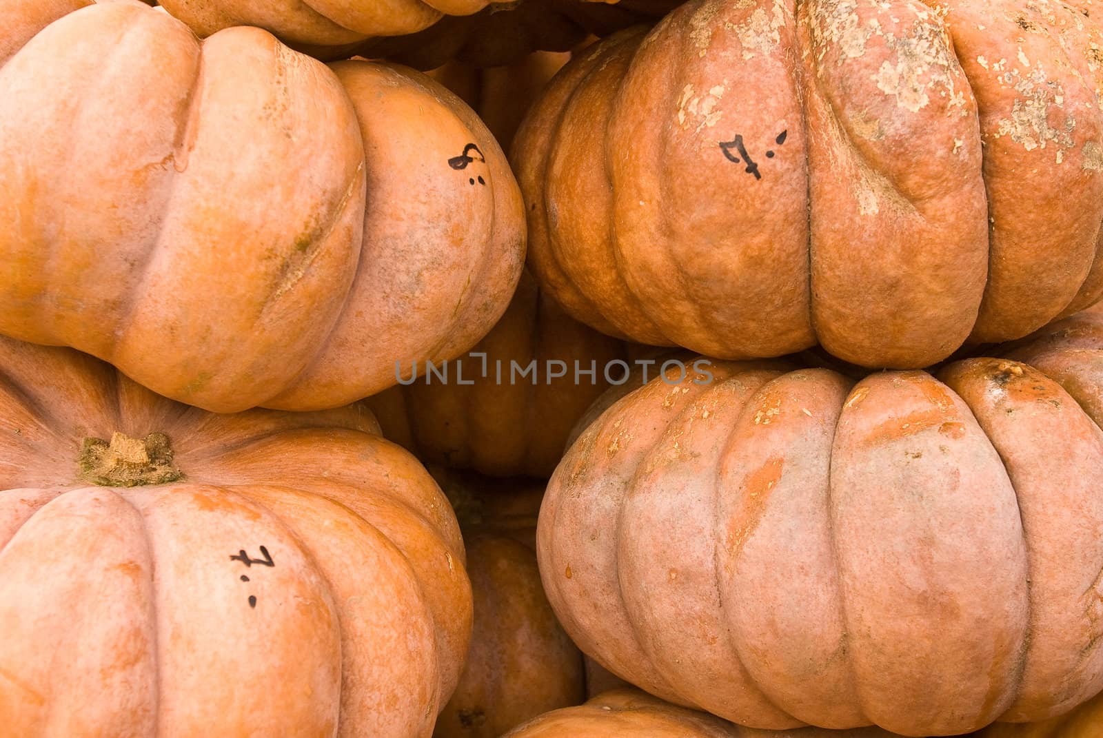 pumpkins lined up for buyers