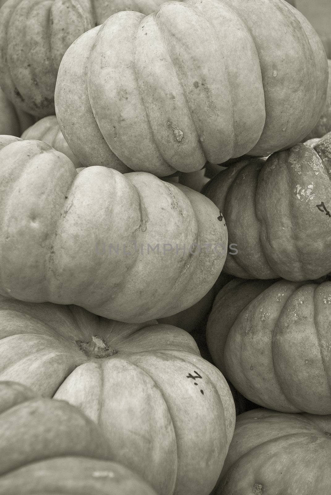 pumpkins by laengauer
