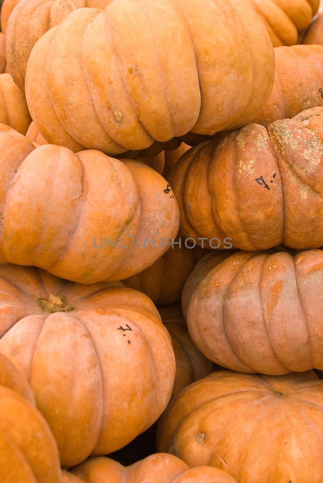 pumpkins lined up for buyers