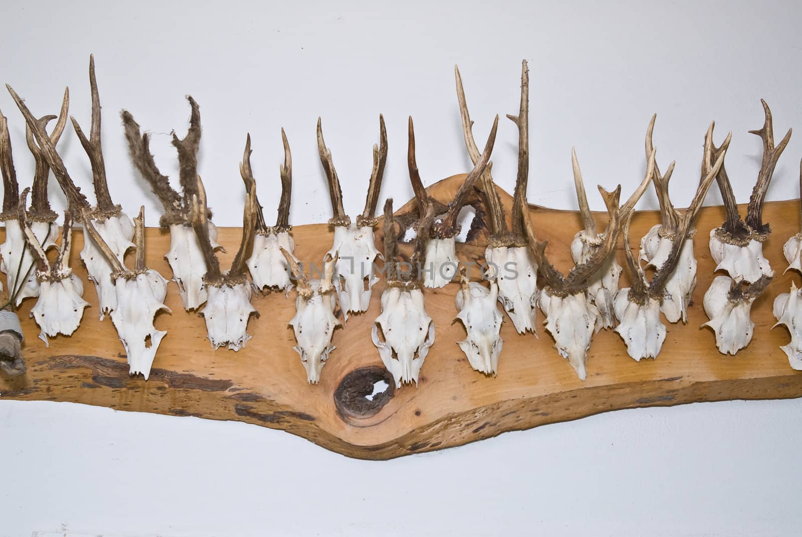 many different  horns mounted on a board