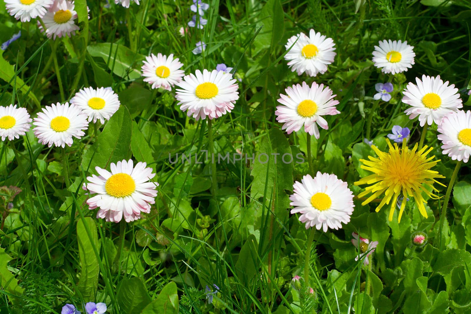 daisy field by Alekcey