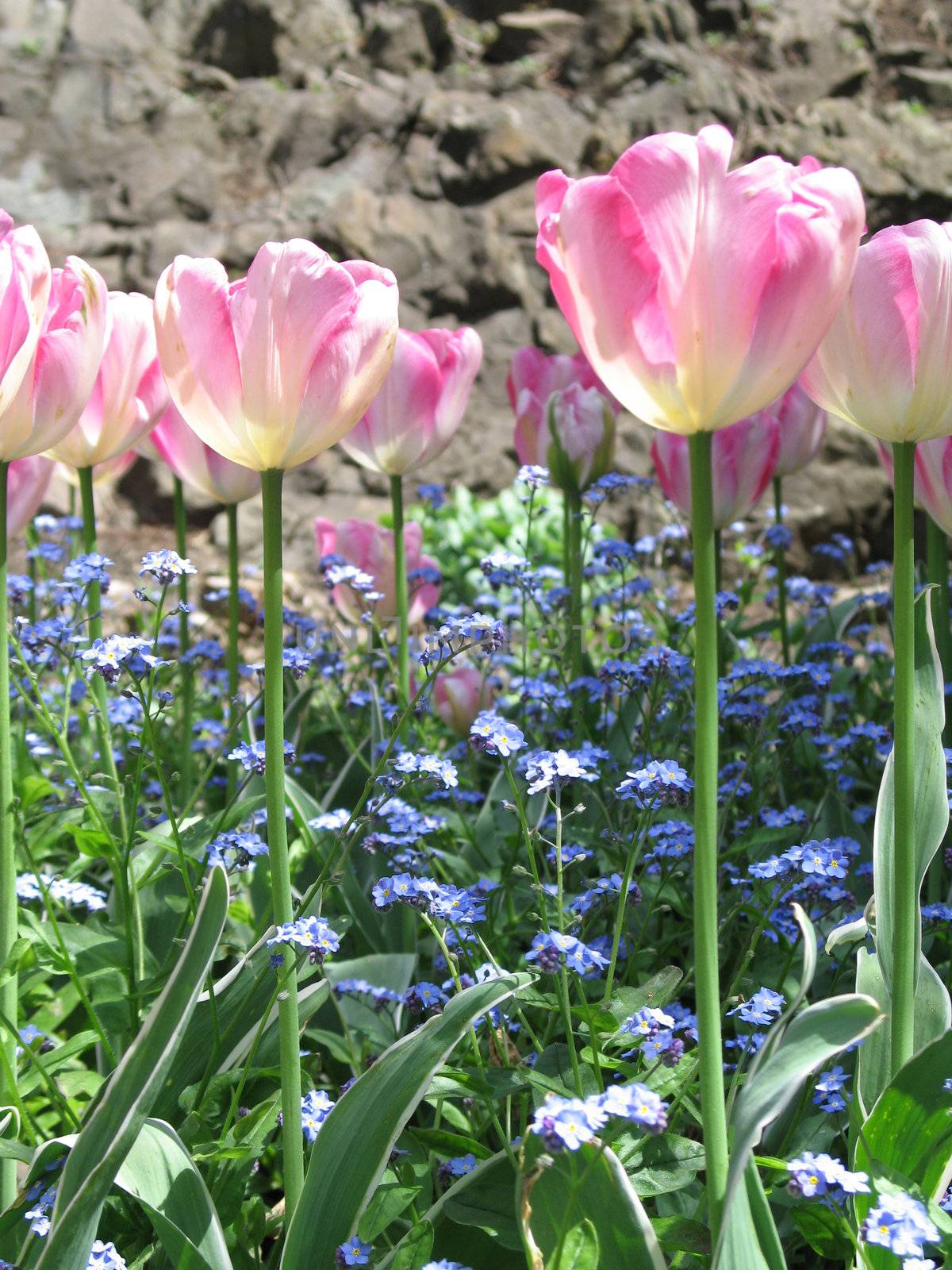 pink tulips by mmm