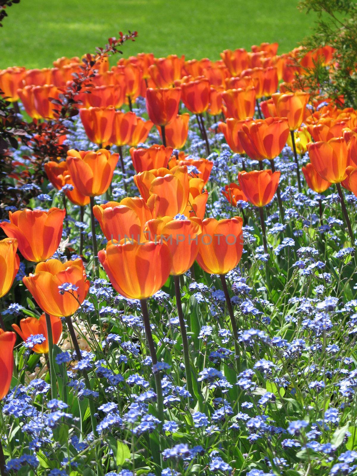 red tulips by mmm