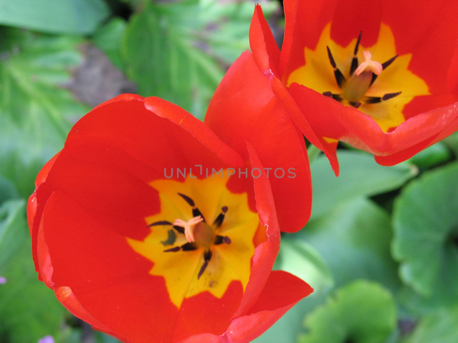 red tulips