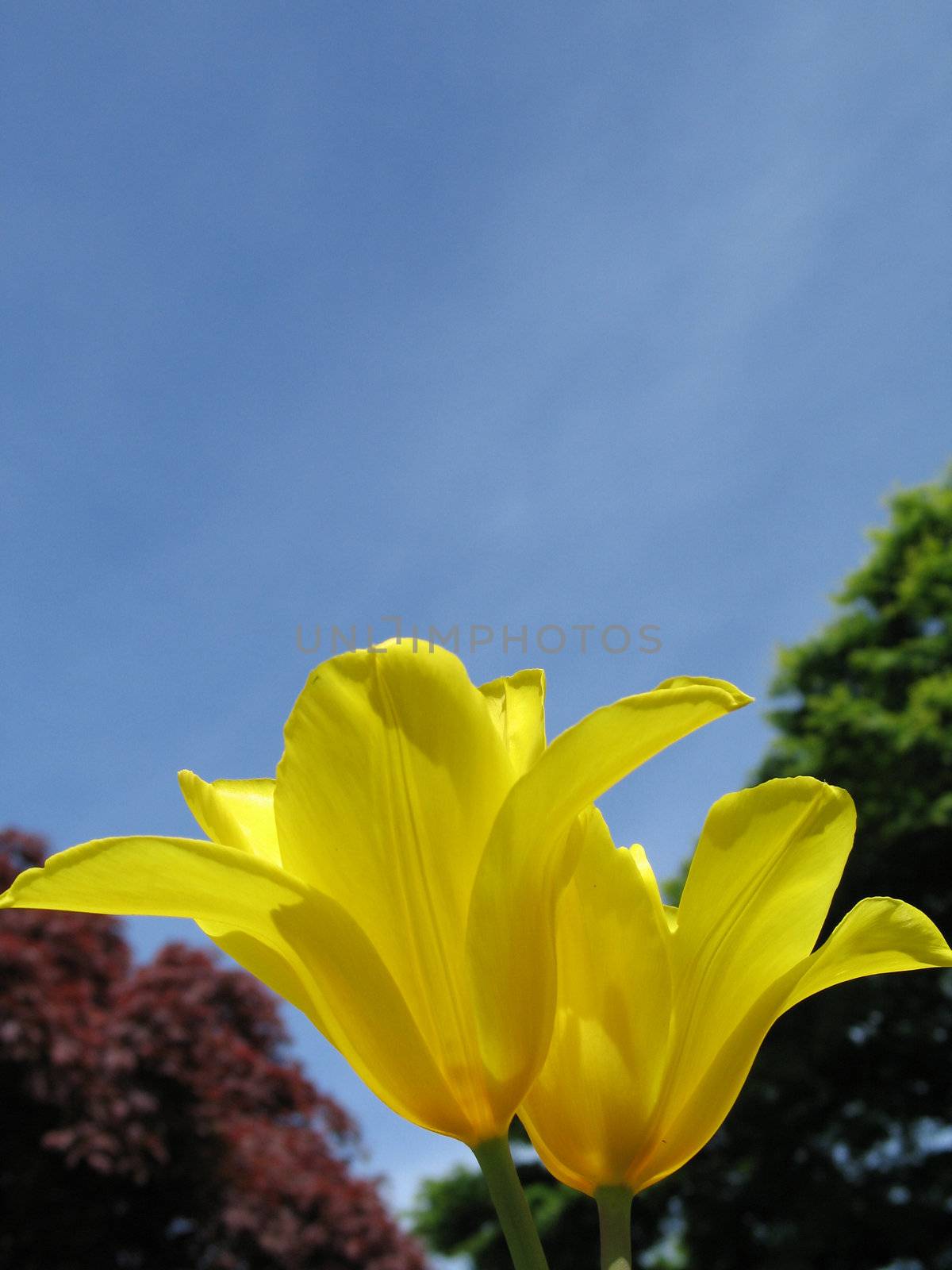 yellow tulips