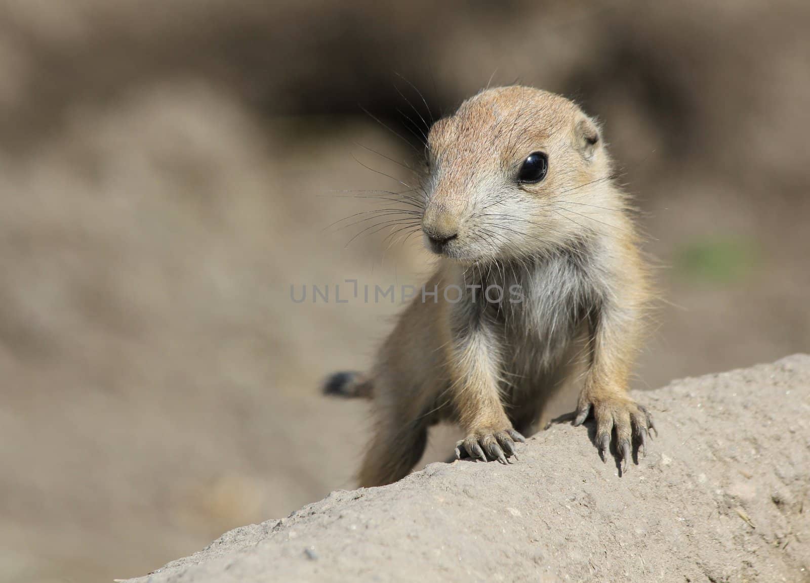 Puppy prairie dog, watching the hill side.