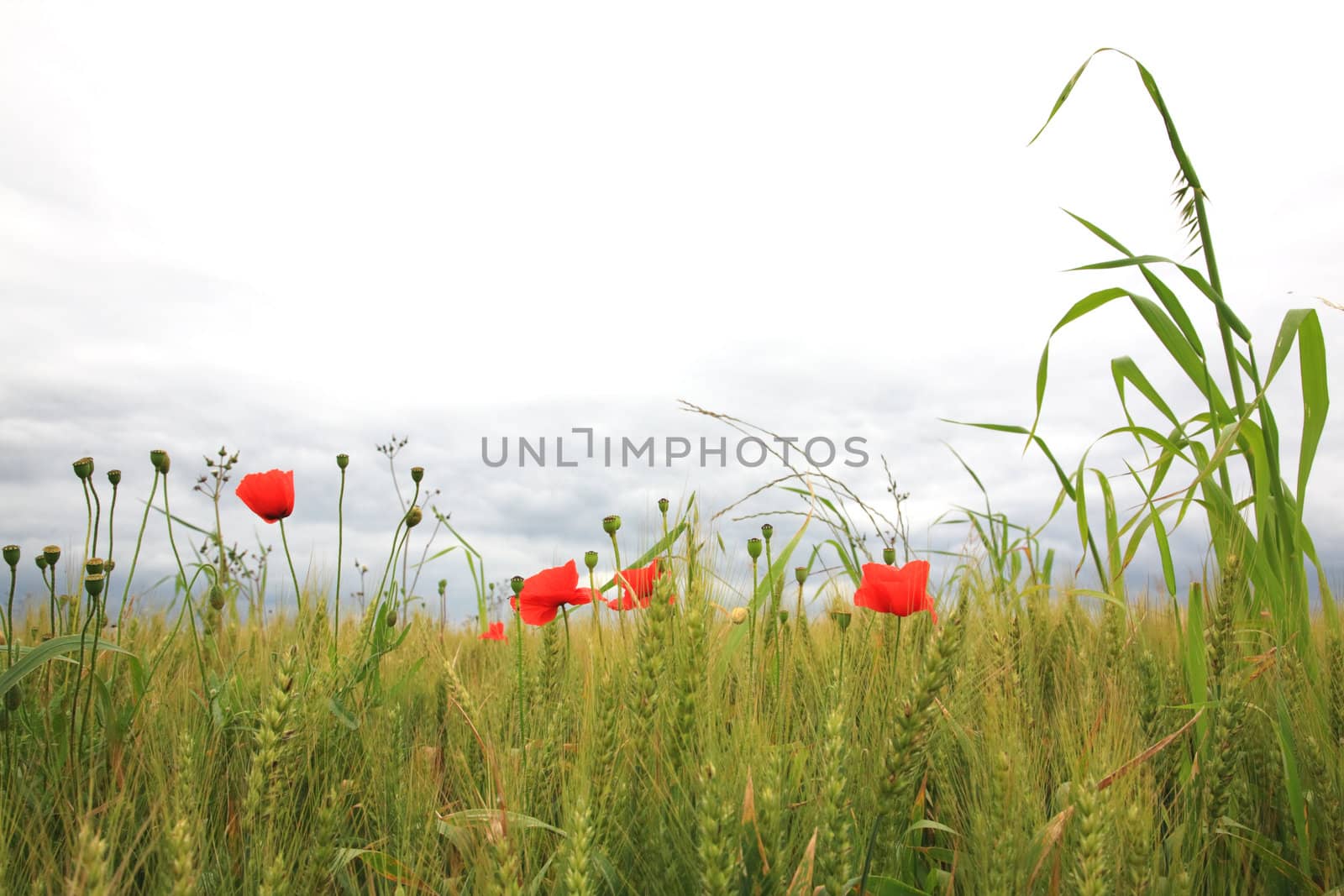 Poppies in a wheatfield