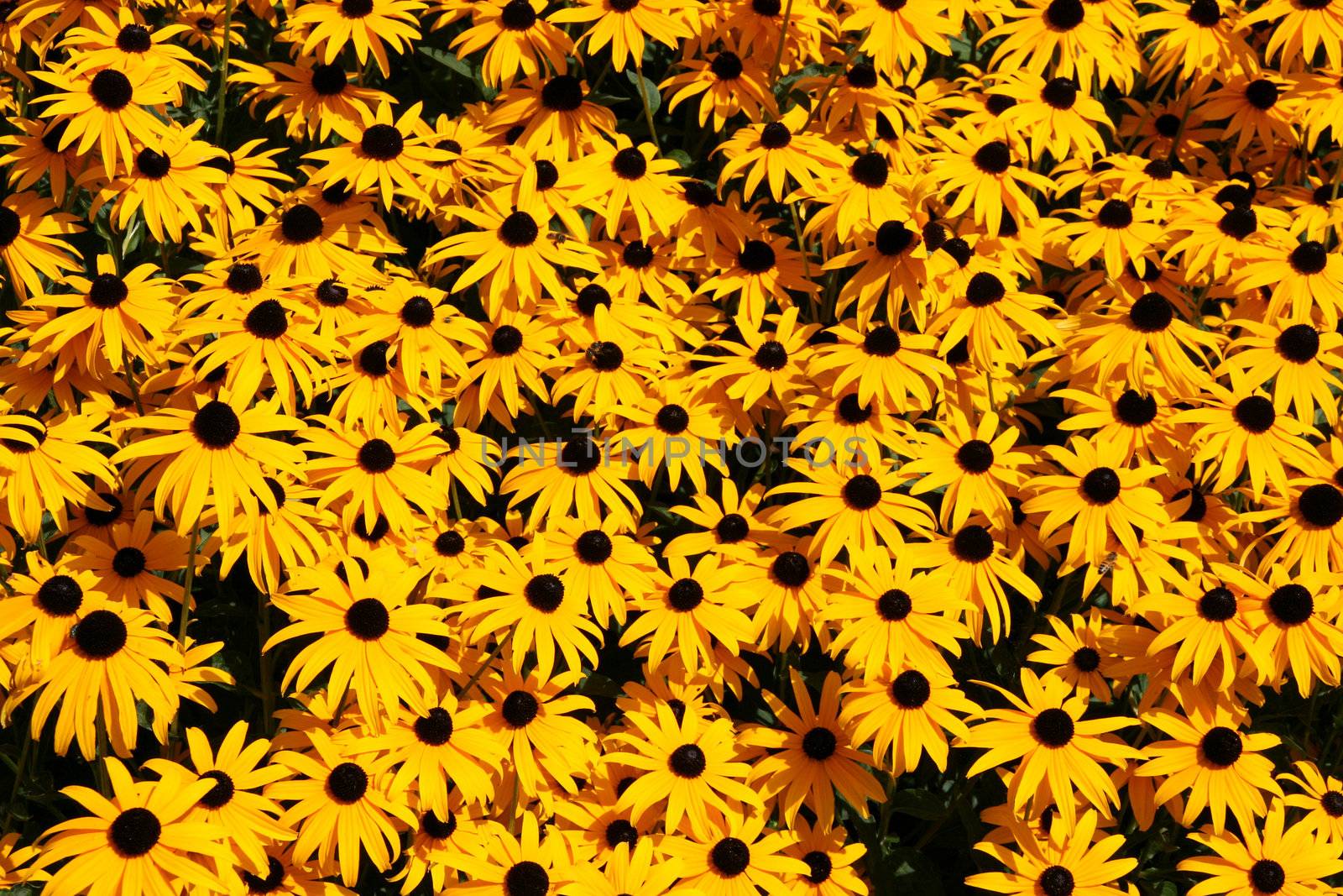 Yellow background made of rudbeckia flowers. Natural texture.