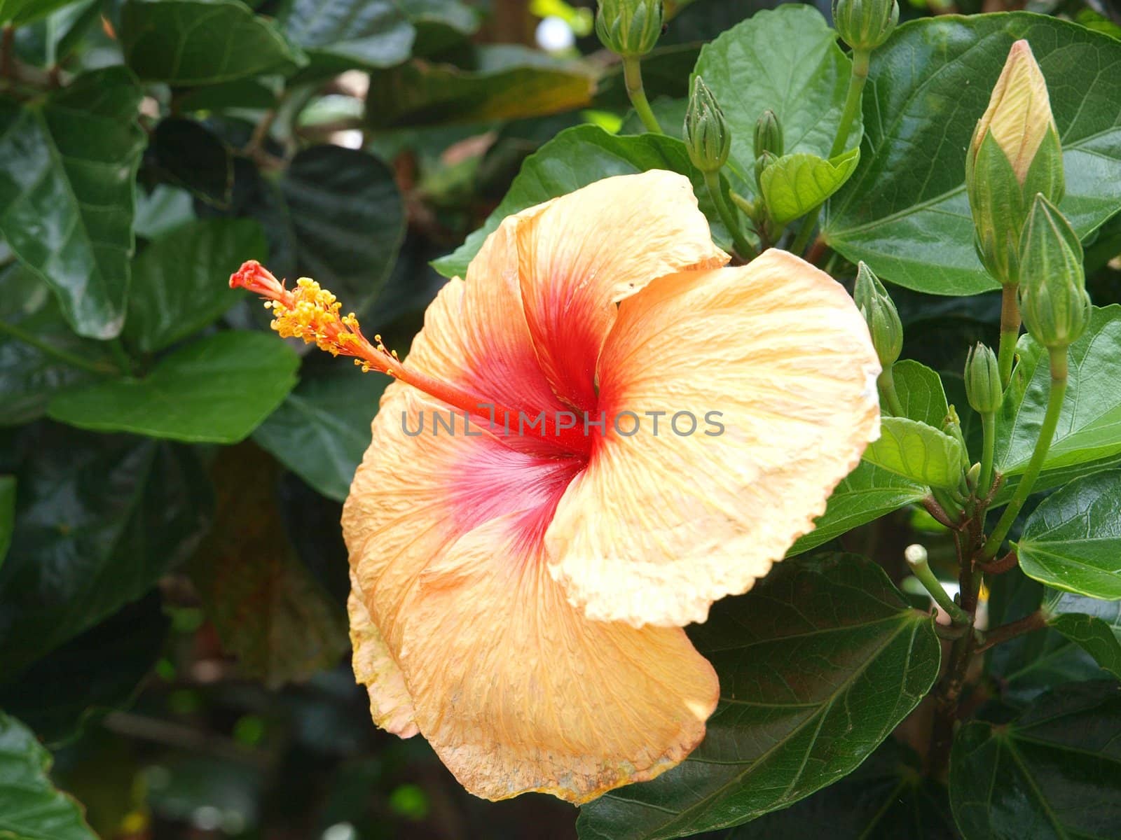 Orange Hibsicus Flower on a Natural Background