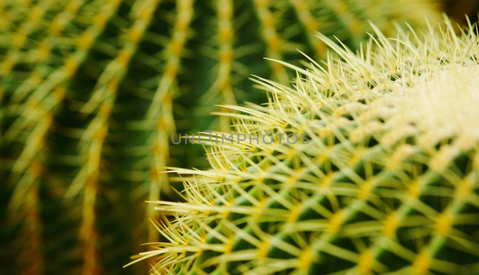 cactus , echinocactus grusonii, golden barrel cactus