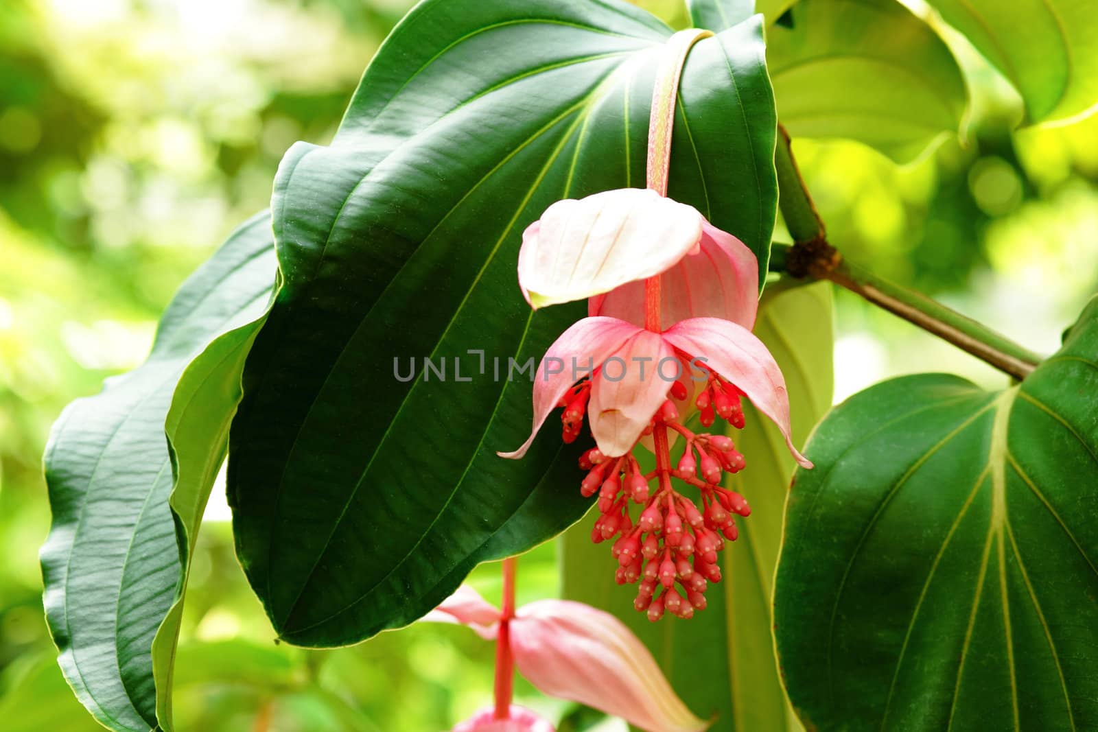 rose grape, medinilla magnifica, melastomataceae