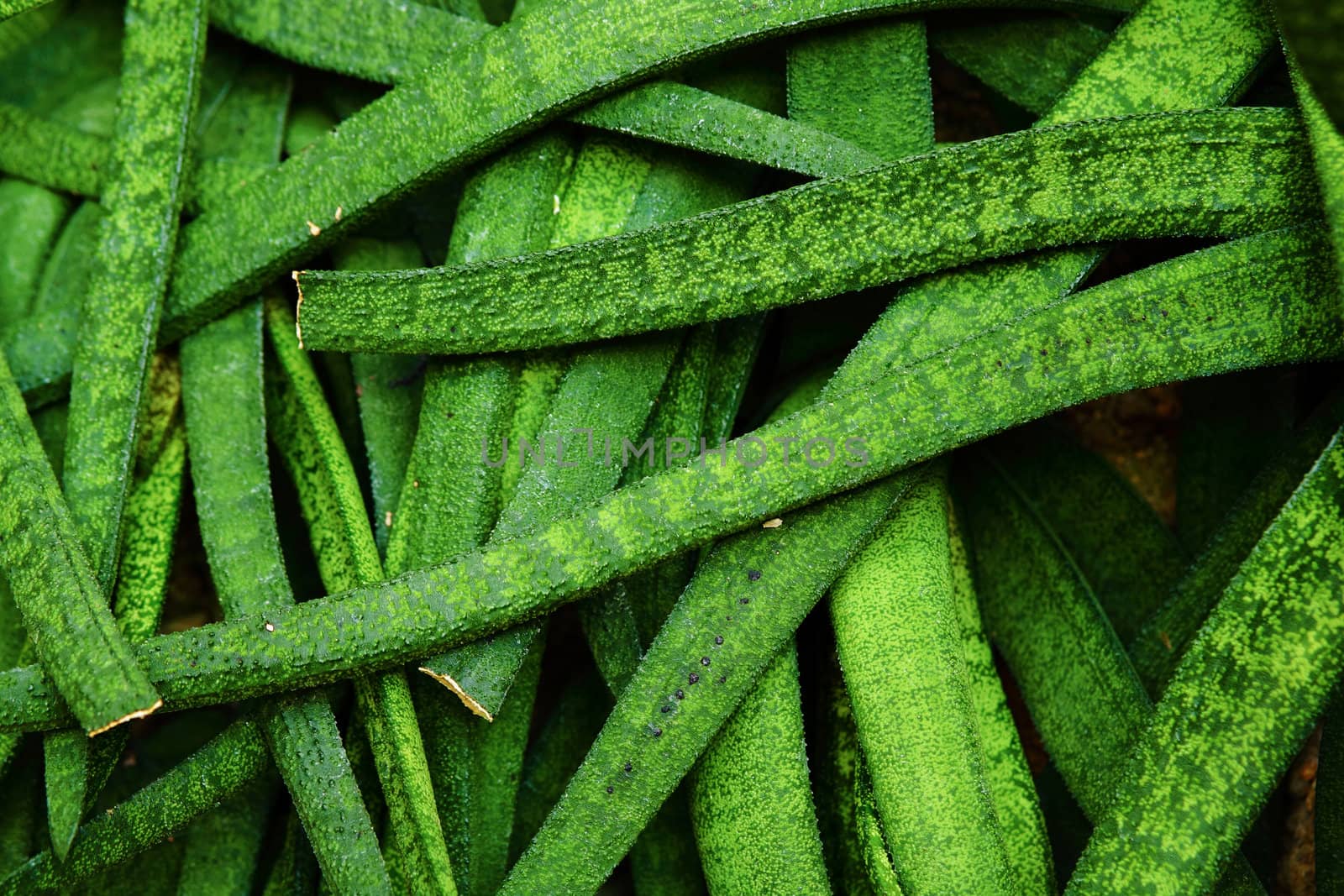 green leaf