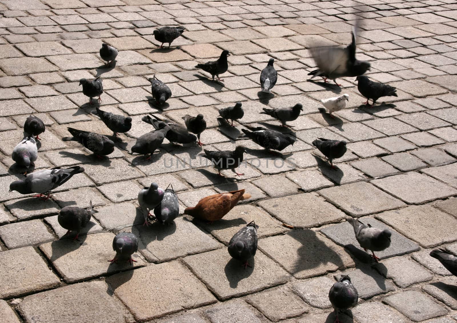 City pigeons. Birds on pavement. Vienna view.