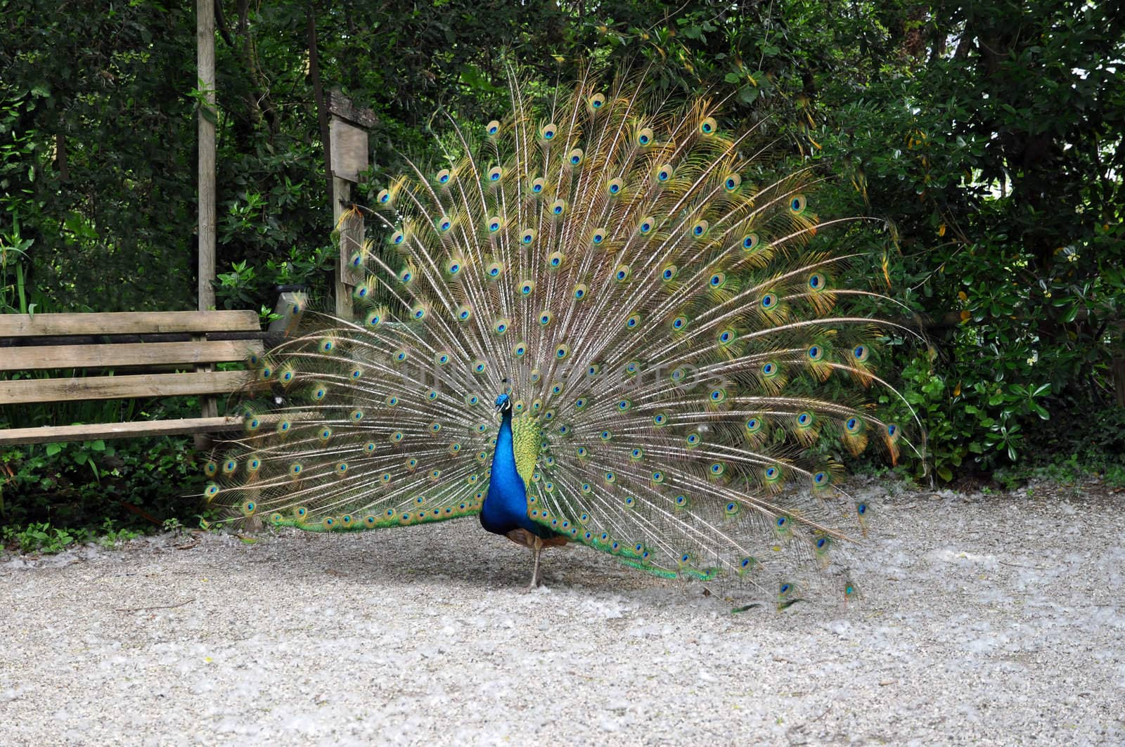 Colorful peacock wheel in a garden