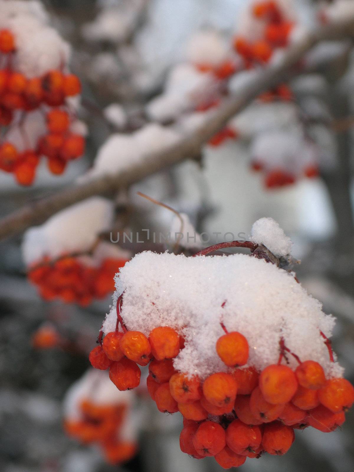 snow on a tree with berries