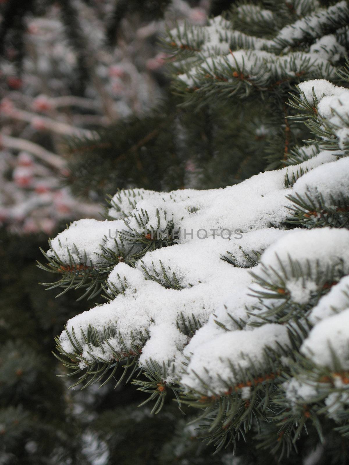 snow on a tree