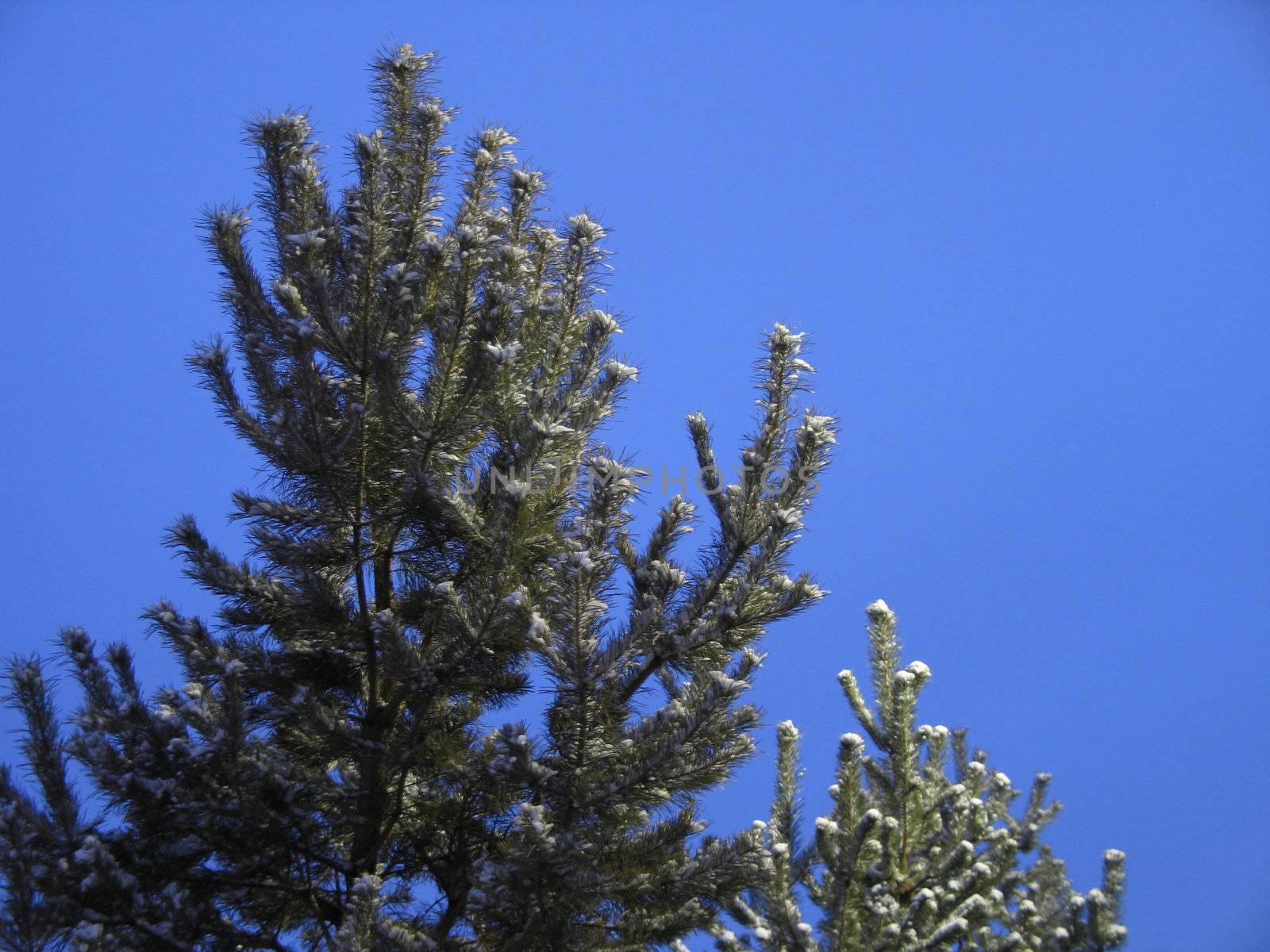 evergreen and blue sky
