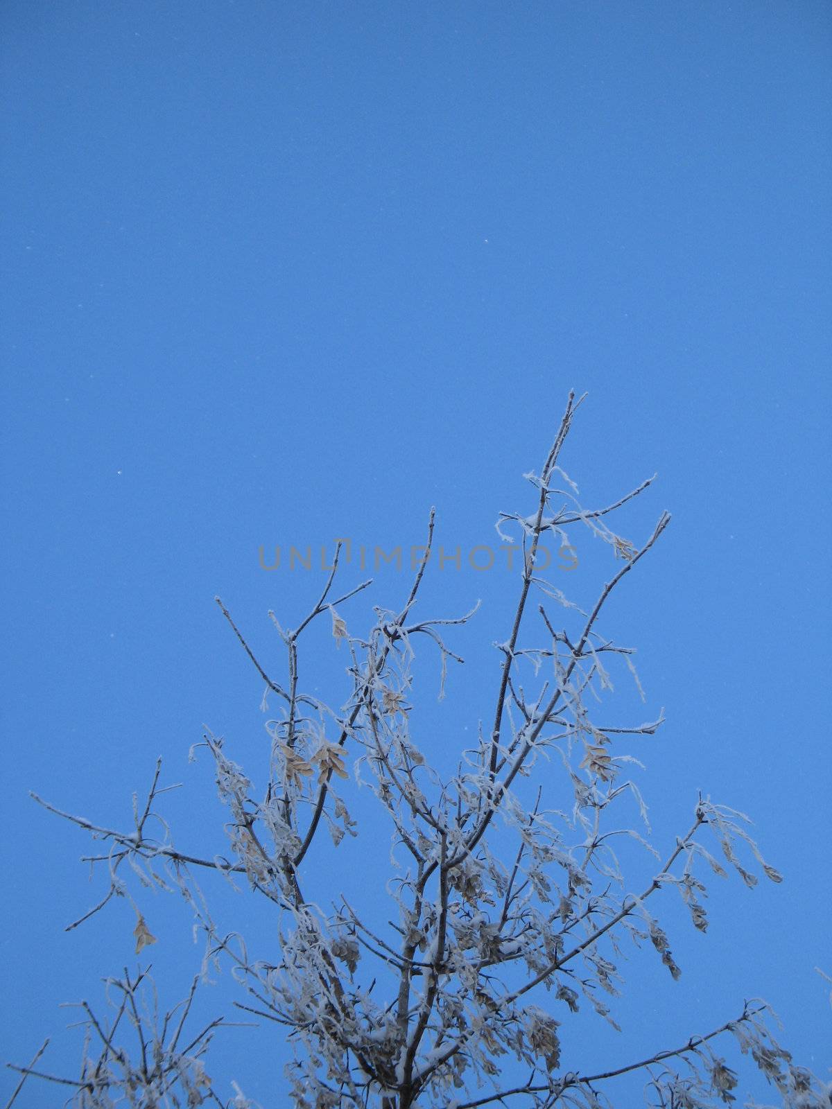 frosted tree