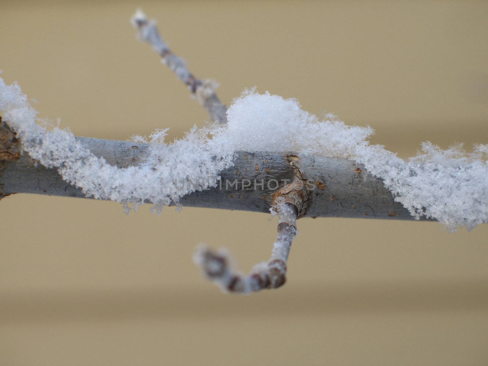 snow on a branch