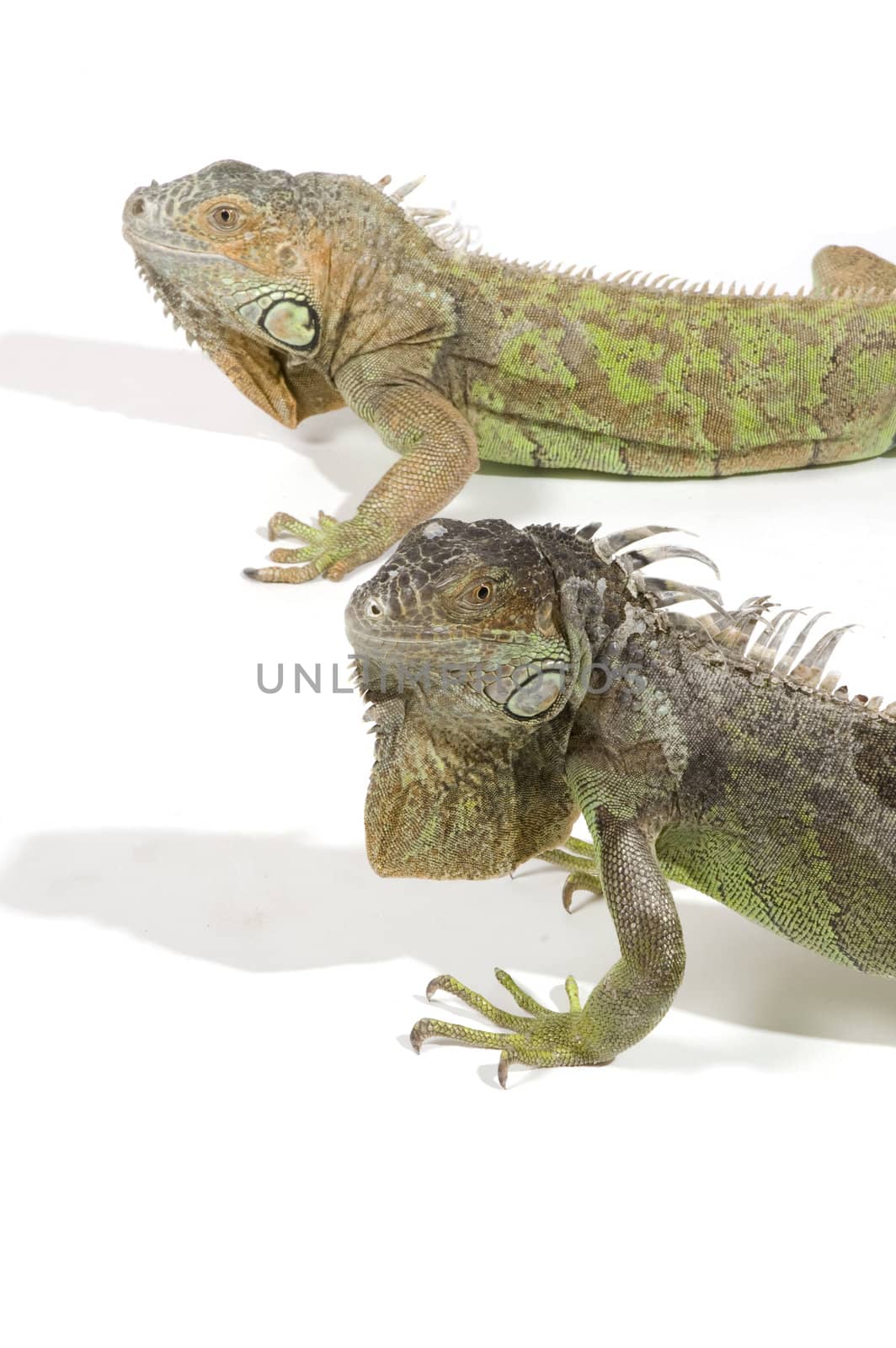 iguana with big beard isolated on a white background