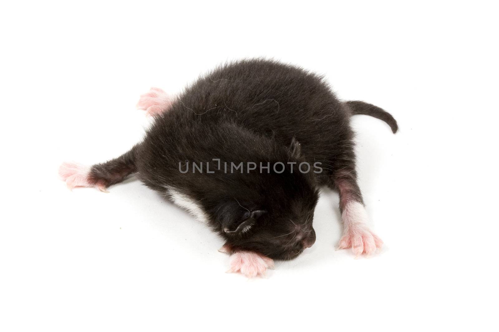 just new born black kitten by ladyminnie