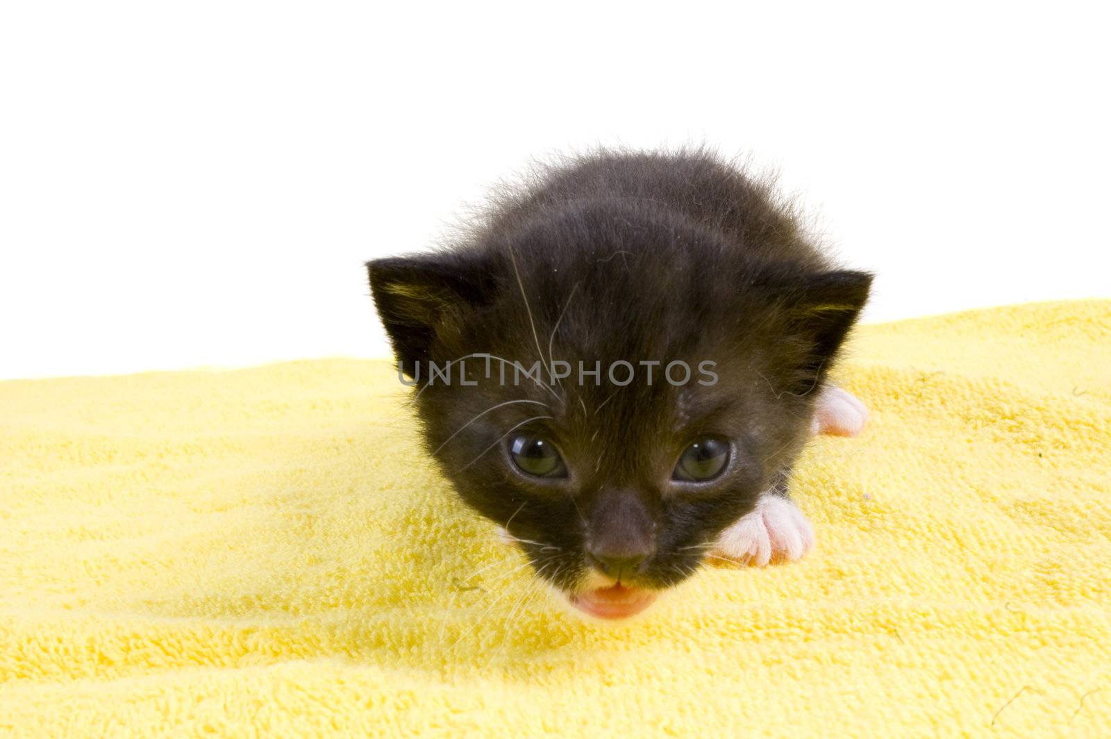 curious two weeks old  black kitten by ladyminnie
