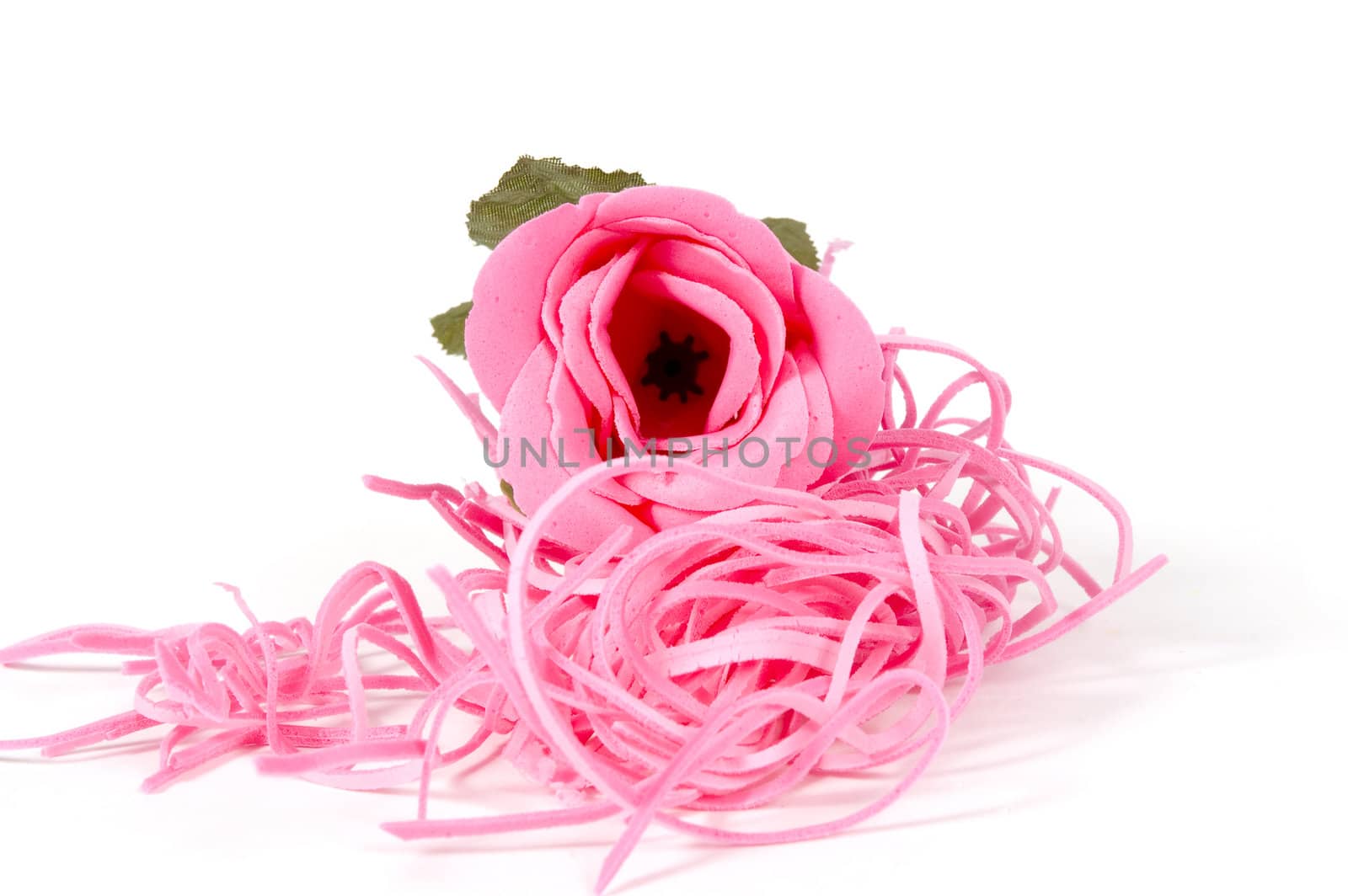 beautiful pink rose on a white background
