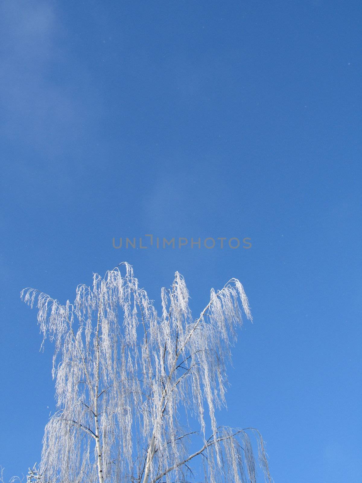 frosted tree