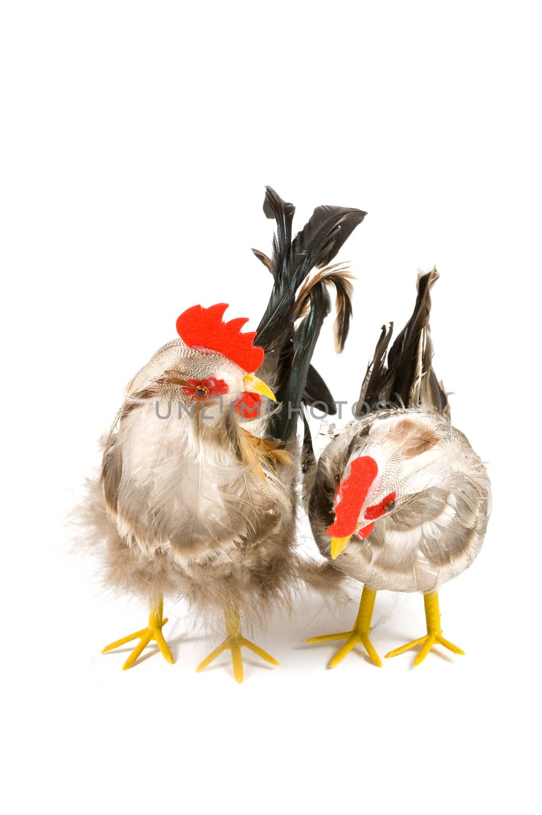 chicken isolated on a white background by ladyminnie