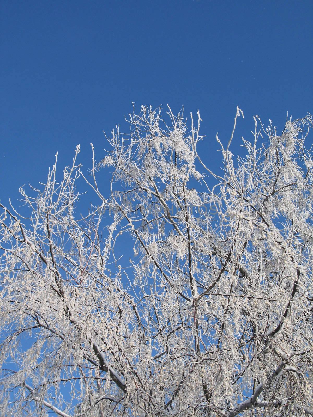 frosted tree