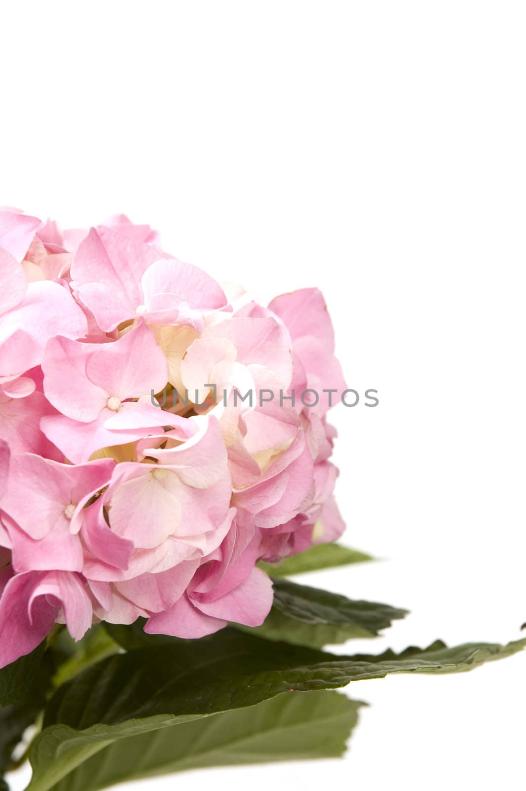 Hortensia (Hydrangea Macrophylla)  by ladyminnie