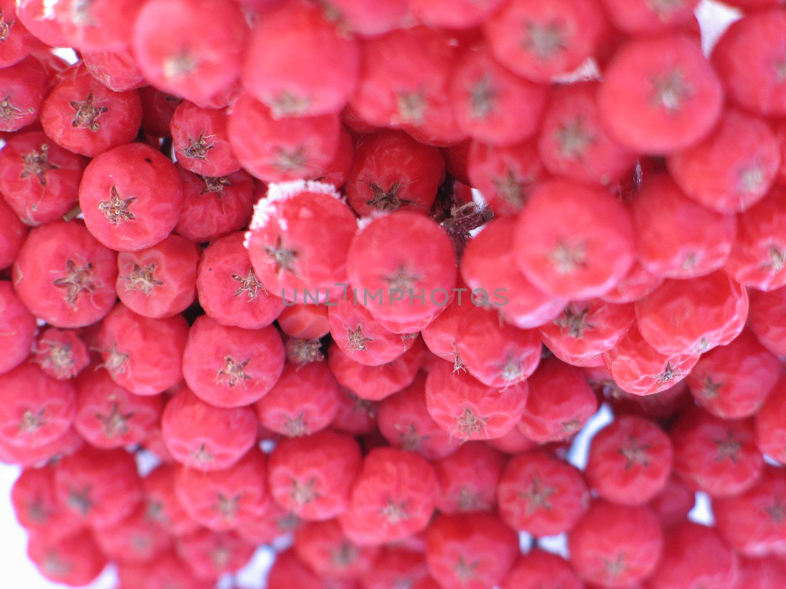 snow on red berries