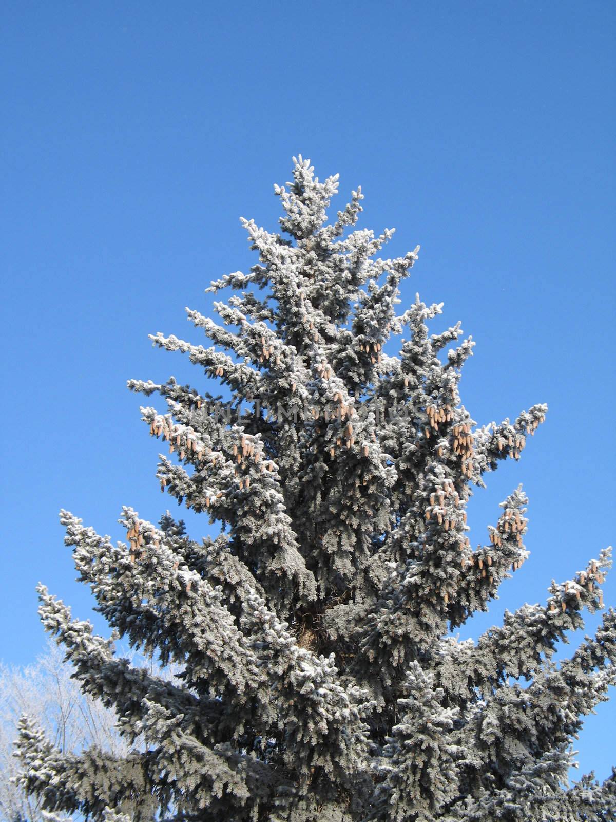 snow on a tree