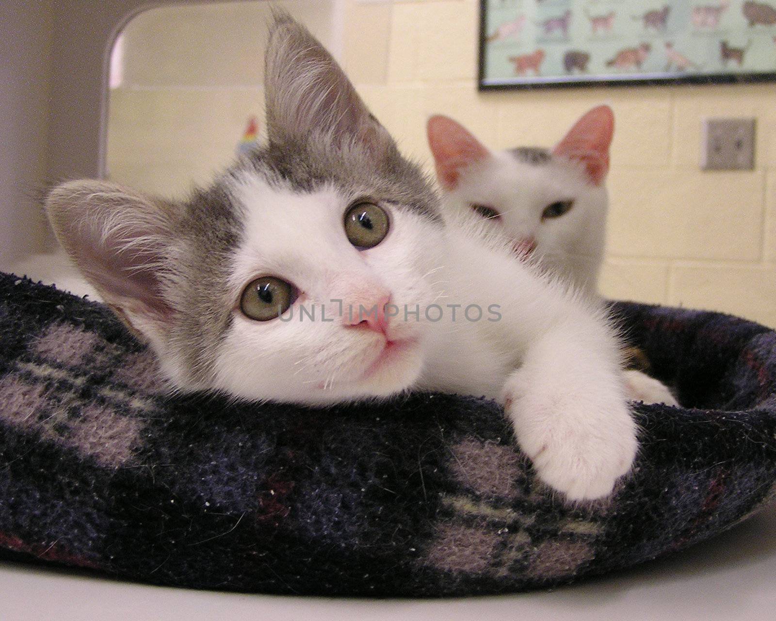 Two kittens at shelter by nalaphoto