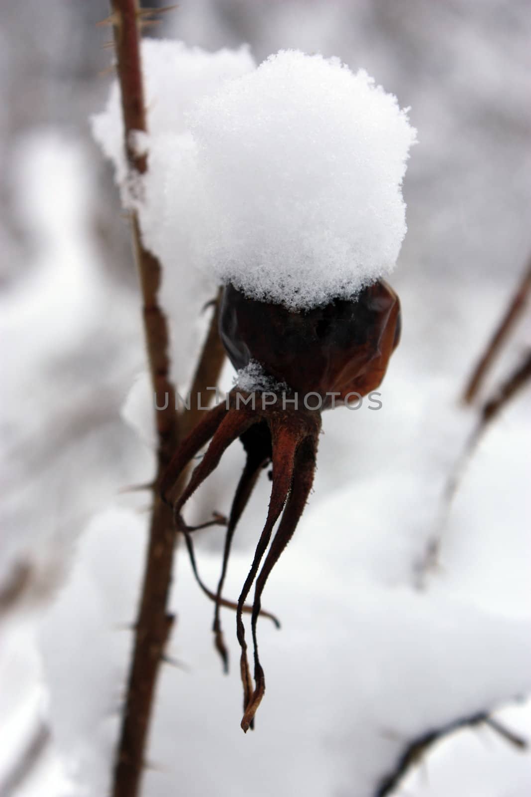 rosehip in snow