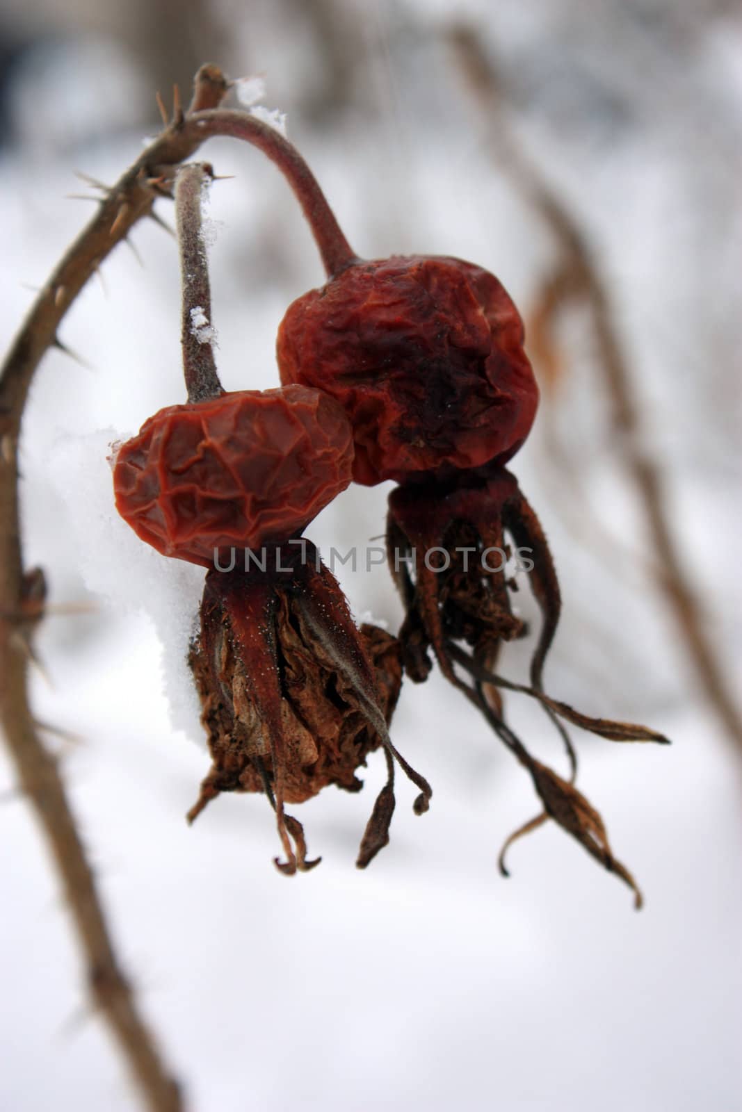 2 rosehips in snow