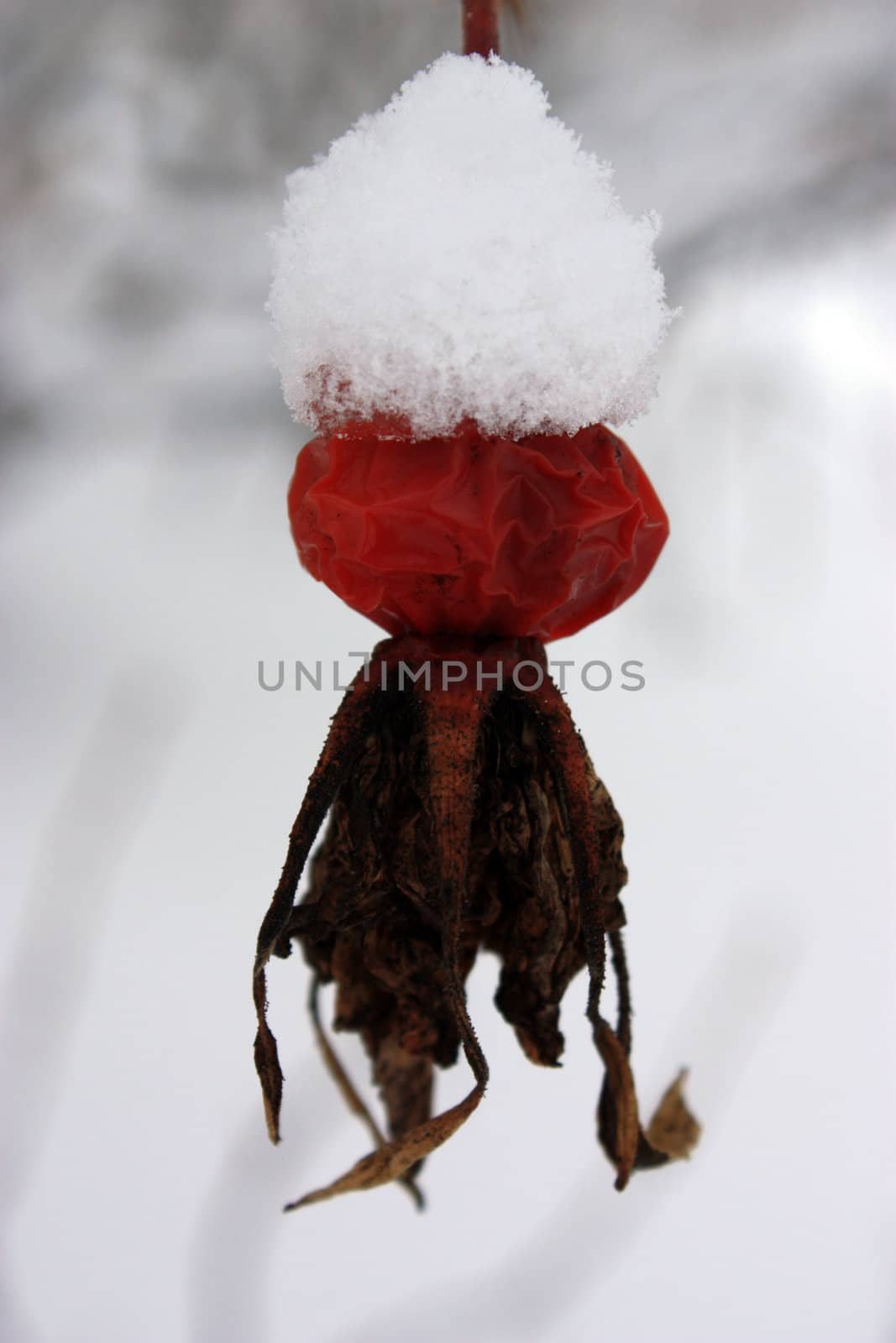 rosehip in snow